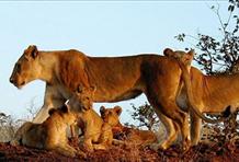 Walking Safari Zambia